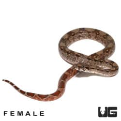 Baby Red Phase Central American Boa Pair (Boa constrictor imperator) For Sale - Underground Reptiles