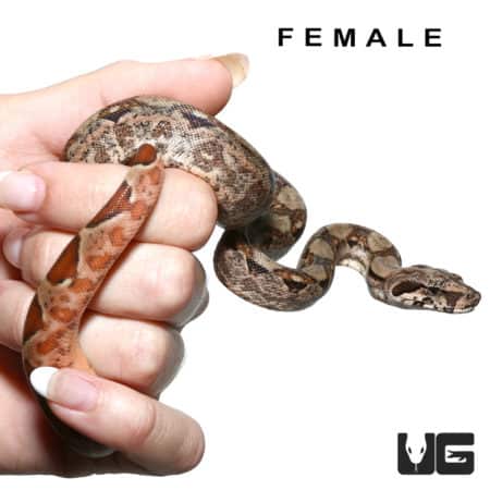 Baby Red Phase Central American Boa Pair (Boa constrictor imperator) For Sale - Underground Reptiles