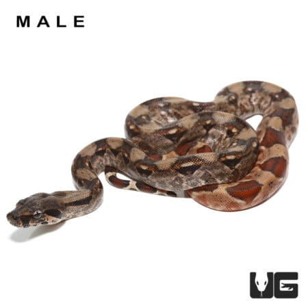 Baby Red Phase Central American Boa Pair (Boa constrictor imperator) For Sale - Underground Reptiles