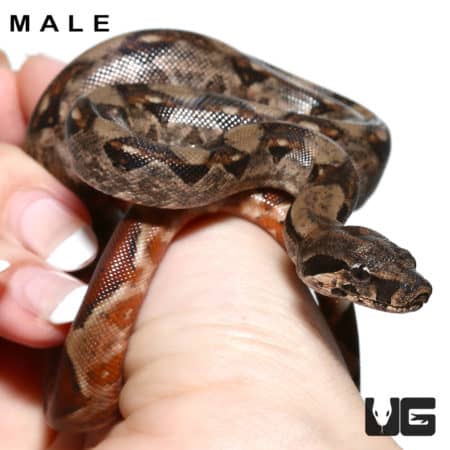 Baby Red Phase Central American Boa Pair (Boa constrictor imperator) For Sale - Underground Reptiles