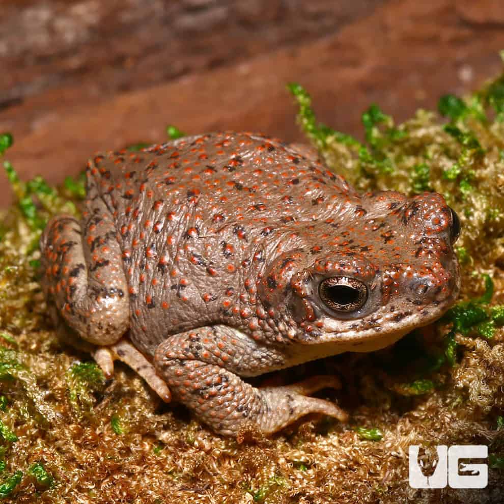 Southern Toads For Sale - Underground Reptiles