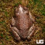 Red-Spotted Toads (Anaxyrus punctatus) For Sale - Underground Reptiles