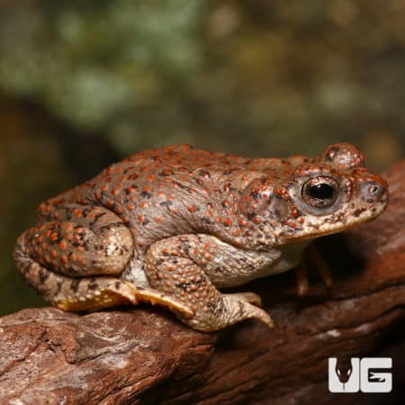 Red-Spotted Toads (Anaxyrus punctatus) For Sale - Underground Reptiles