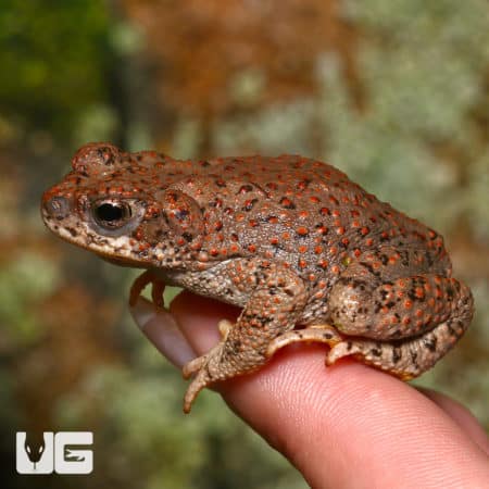 Red-Spotted Toads (Anaxyrus punctatus) For Sale - Underground Reptiles