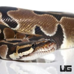 Scaleless Blade Ball Python (Python regius) For Sale - Underground Reptiles