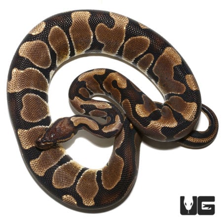 Scaleless Blade Ball Python (Python regius) For Sale - Underground Reptiles