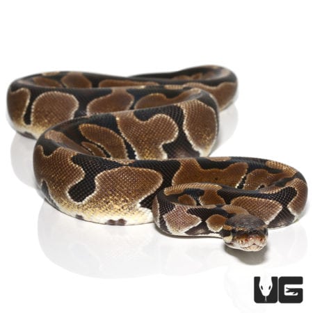 Scaleless Blade Ball Python (Python regius) For Sale - Underground Reptiles