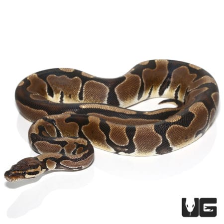 Scaleless Blade Ball Python (Python regius) For Sale - Underground Reptiles