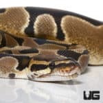 Scaleless Head Blade Ball Python (Python regius) For Sale - Underground Reptiles