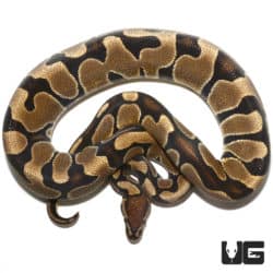 Scaleless Head Blade Ball Python (Python regius) For Sale - Underground Reptiles