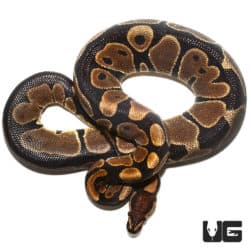 Scaleless Head Het Albino Ball Python (Python regius) For Sale - Underground Reptiles