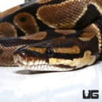Scaleless Head Het Albino Ball Python (Python regius) For Sale - Underground Reptiles