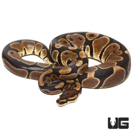 Scaleless Head Het Albino Ball Python (Python regius) For Sale - Underground Reptiles