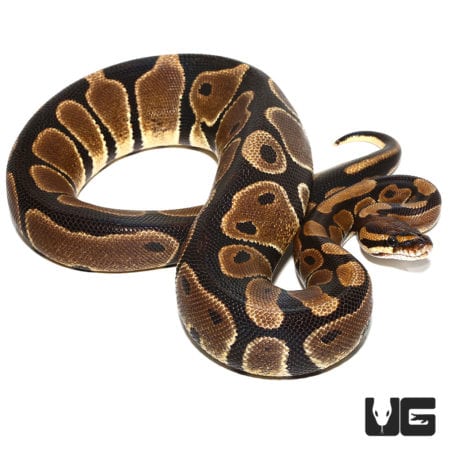 Scaleless Head Het Albino Ball Python (Python regius) For Sale - Underground Reptiles
