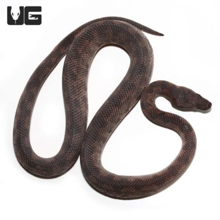 Boas For Sale - Underground Reptiles