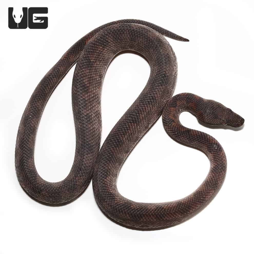 Solomon Island Ground Boas for sale Underground Reptiles