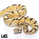Spider Fire Pastel Het Clown Ball Python (Python regius) For Sale - Underground Reptiles