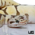 Spider Pastel Clown Fire Ball Python (Python regius) For Sale - Underground Reptiles