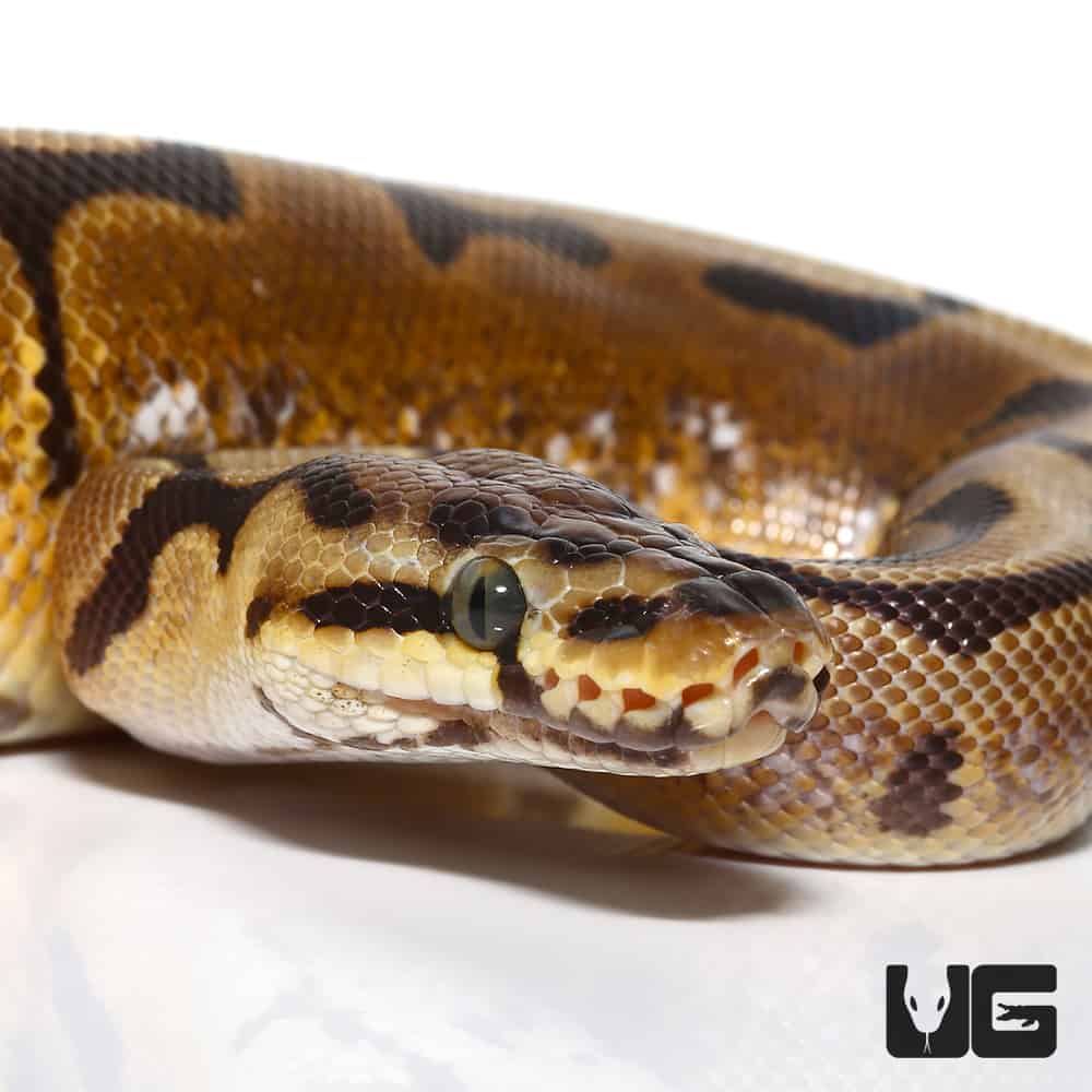 Spider Pos Leopard Double Het Pied & Hypo Ball Python (Python regius ...