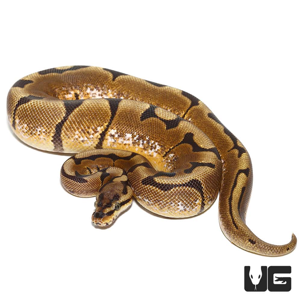 Spider Pos Leopard Double Het Pied & Hypo Ball Python (Python regius ...