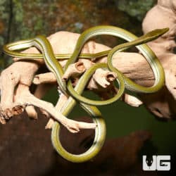 Striped Sharpnose Snake (Xenoxybelis argenteus) For Sale - Underground Reptiles