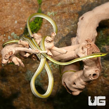 Striped Sharpnose Snake (Xenoxybelis argenteus) For Sale - Underground Reptiles