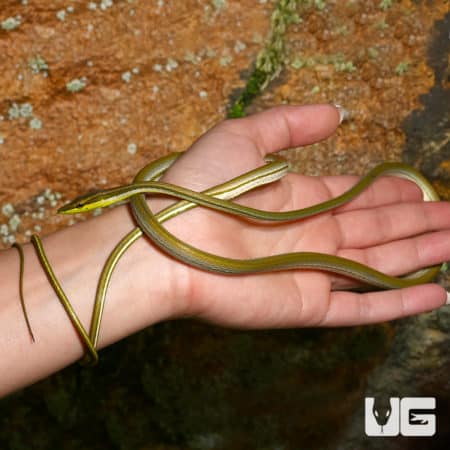 Striped Sharpnose Snake (Xenoxybelis argenteus) For Sale - Underground Reptiles