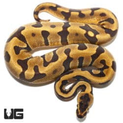 Super Enchi YB Het Albino Ball Python (Python regius) For Sale - Underground Reptiles