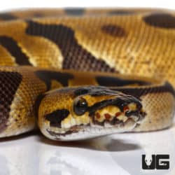 Super Enchi YB Het Albino Ball Python (Python regius) For Sale - Underground Reptiles
