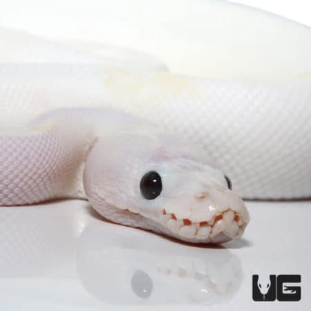 Super Fire Pastel (Pos PIN, Spider) 50% Het Clown Ball Python (Python regius) For Sale - Underground Reptiles