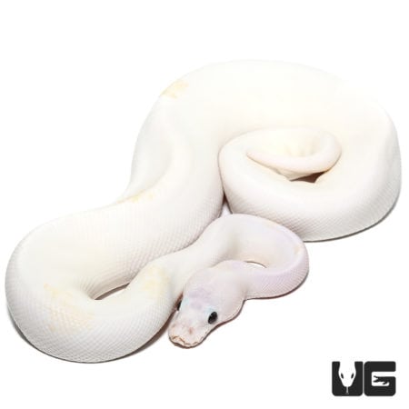 Super Fire Pastel (Pos PIN, Spider) 50% Het Clown Ball Python (Python regius) For Sale - Underground Reptiles