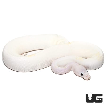 Super Fire Pastel (Pos PIN, Spider) 50% Het Clown Ball Python (Python regius) For Sale - Underground Reptiles