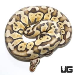 Super Pastel Mojave Het Clown 50% Het Hypo Ball Python (Python regius) For Sale - Underground Reptiles