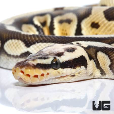 Super Pastel Mojave Het Clown 50% Het Hypo Ball Python (Python regius) For Sale - Underground Reptiles