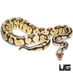 Super Pastel Mojave Het Clown 50% Het Hypo Ball Python (Python regius) For Sale - Underground Reptiles
