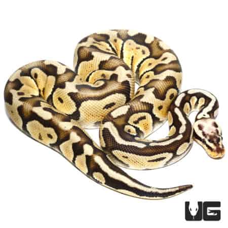 Super Pastel Mojave Het Clown 50% Het Hypo Ball Python (Python regius) For Sale - Underground Reptiles