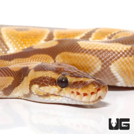 Ultramel Het Caramel Ball Python (Python regius) For Sale - Underground Reptiles