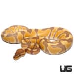 Ultramel Het Caramel Ball Python (Python regius) For Sale - Underground Reptiles