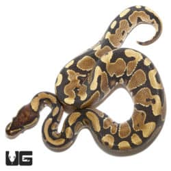YB Het Ultramel Ball Python (Python regius) For Sale - Underground Reptiles