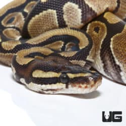 YB Het Ultramel Ball Python (Python regius) For Sale - Underground Reptiles
