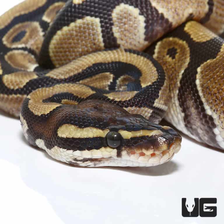 2018 Lavender Albino Spider Ball Python For Sale - Underground Reptiles