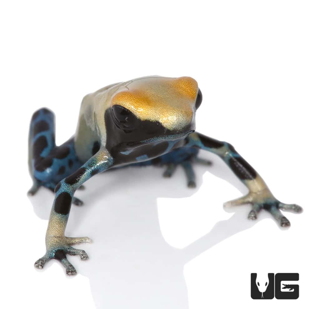 Yellowback Tinctorius Dart Frogs (Dendrobates tinctorious) For Sale