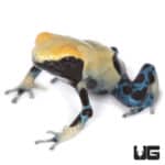 Yellowback Tinctorius Dart Frogs (Dendrobates tinctorious) For Sale - Underground Reptiles