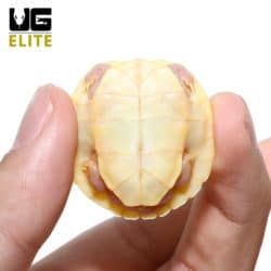 Baby Leubino Red Ear Slider Turtle