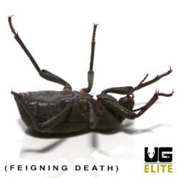 black Death Feighning beetle