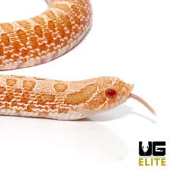 Baby Albino Western Hognose Snake