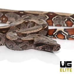 Juvenile Suriname Redtail Boa