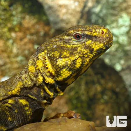 Uromastyx For Sale - Underground Reptiles