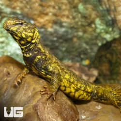 Yellow Uromastyx (Uromastyx geyri) For Sale - Underground Reptiles
