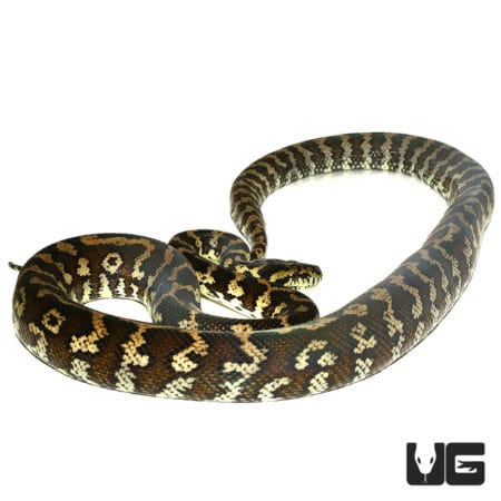 2014 Tiger Darwin Het Albino Carpet Python (Morelia spilota variegata) For Sale - Underground Reptiles